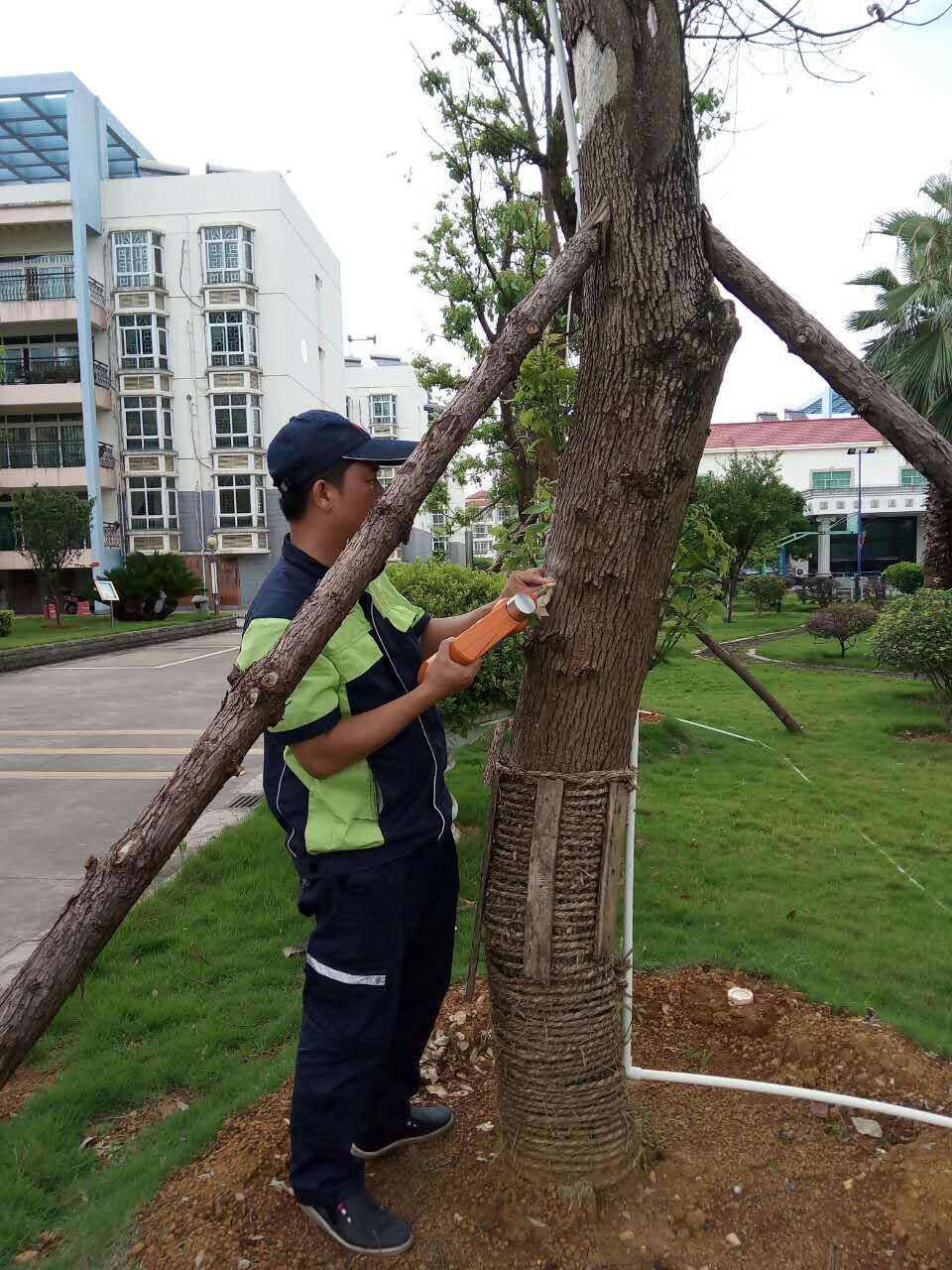 綠化白蟻防治